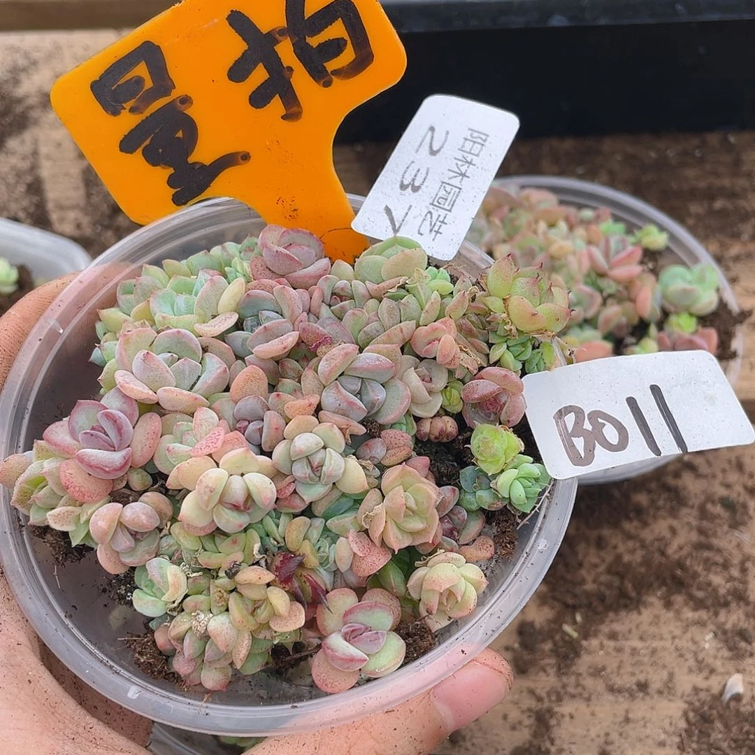 量拍多肉植物多肉植物237