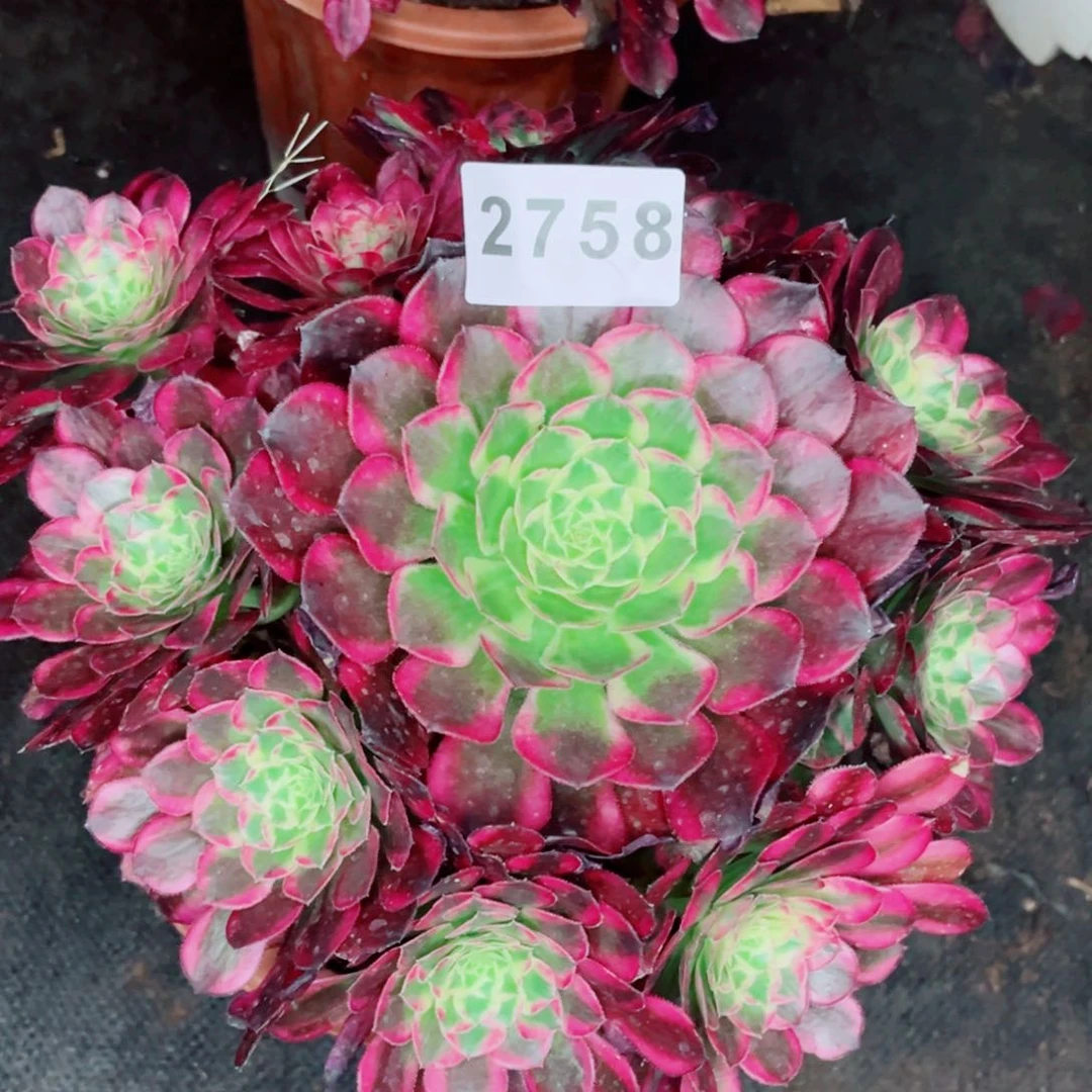 天合捧花量拍多肉