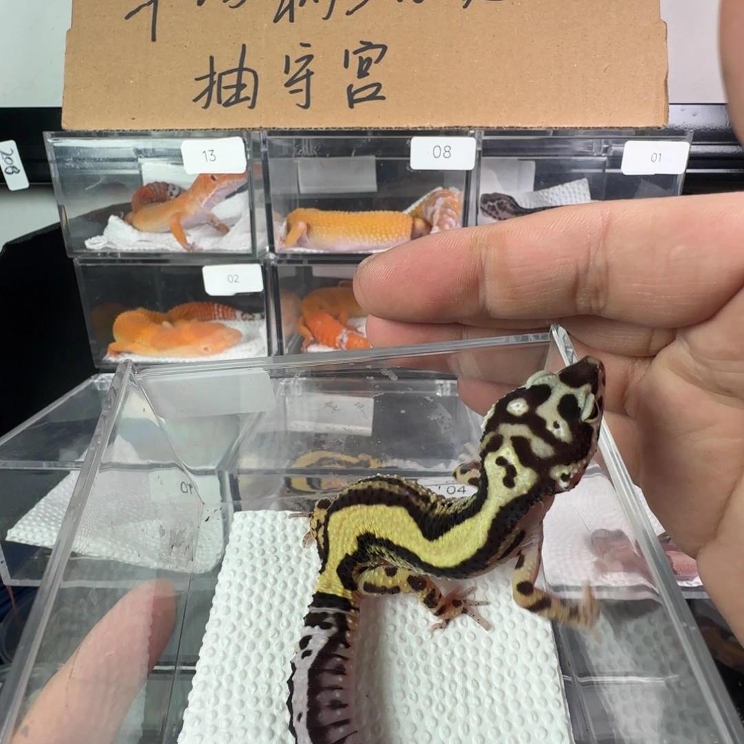 豹纹守宫土匪妹妹