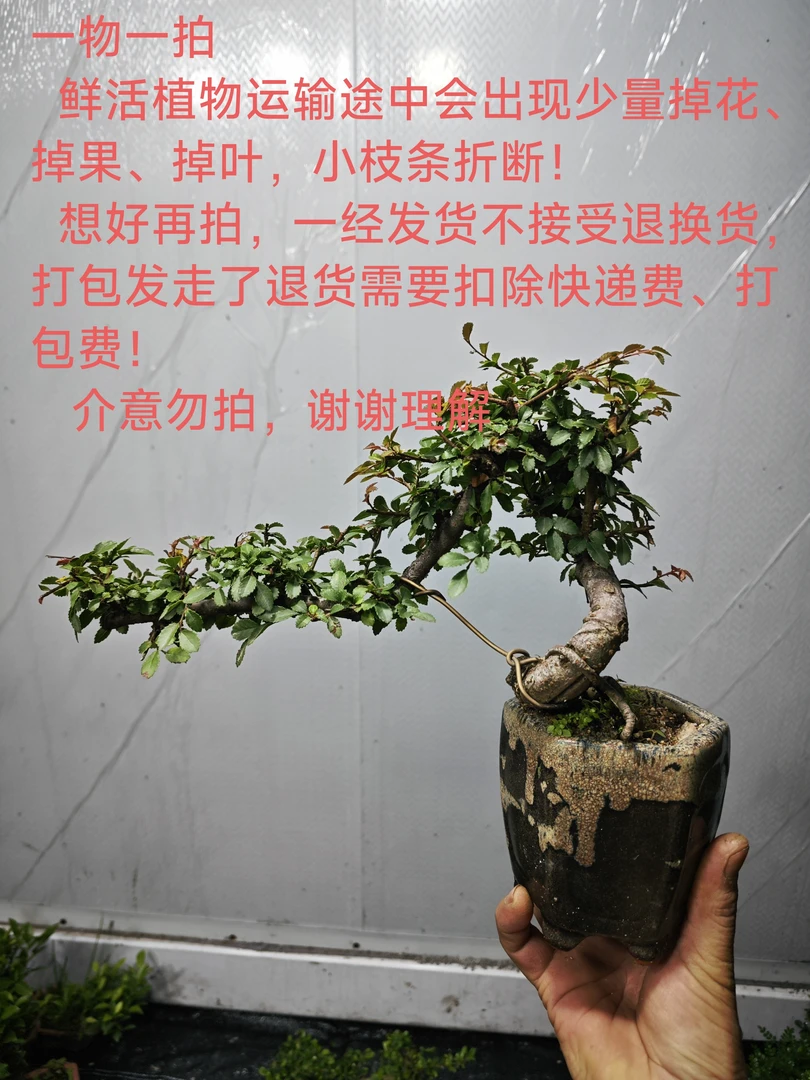 繁花似锦盆景1号室内老桩