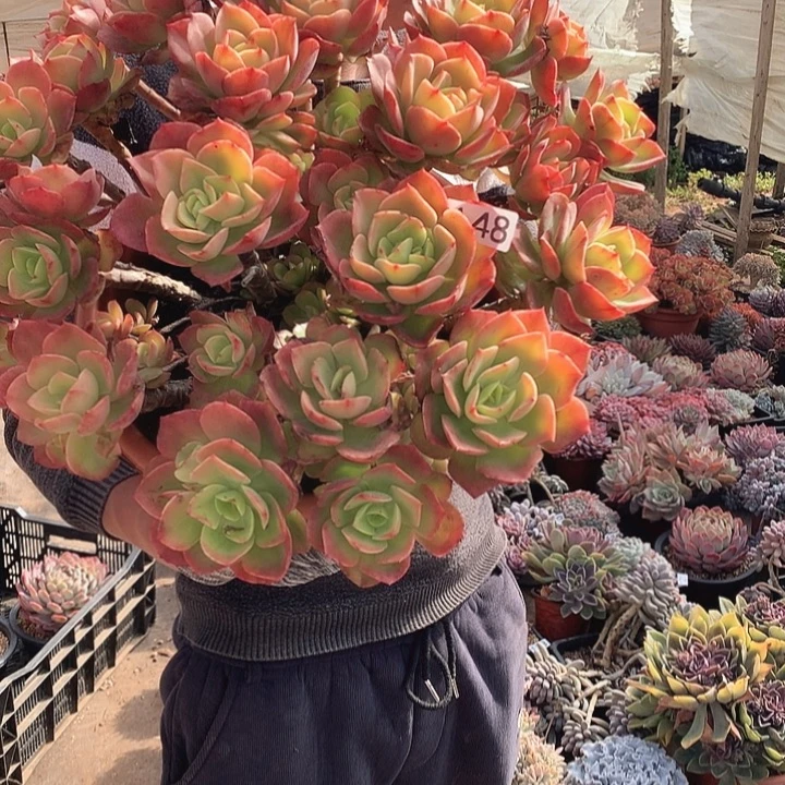 148火焰玫瑰 一物一拍多肉