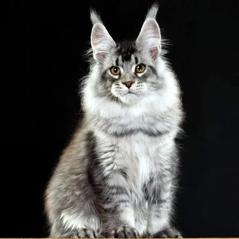 喵之林-缅因猫幼猫纯种大体型俄系猫咪银虎烟灰棕虎斑