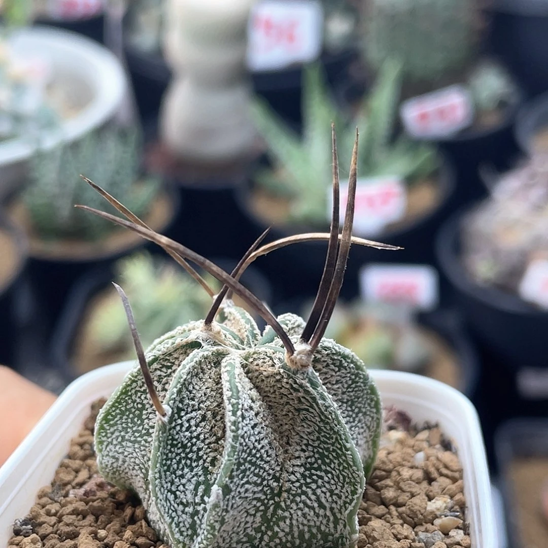 实生白肌水牛角大凤玉仙人球