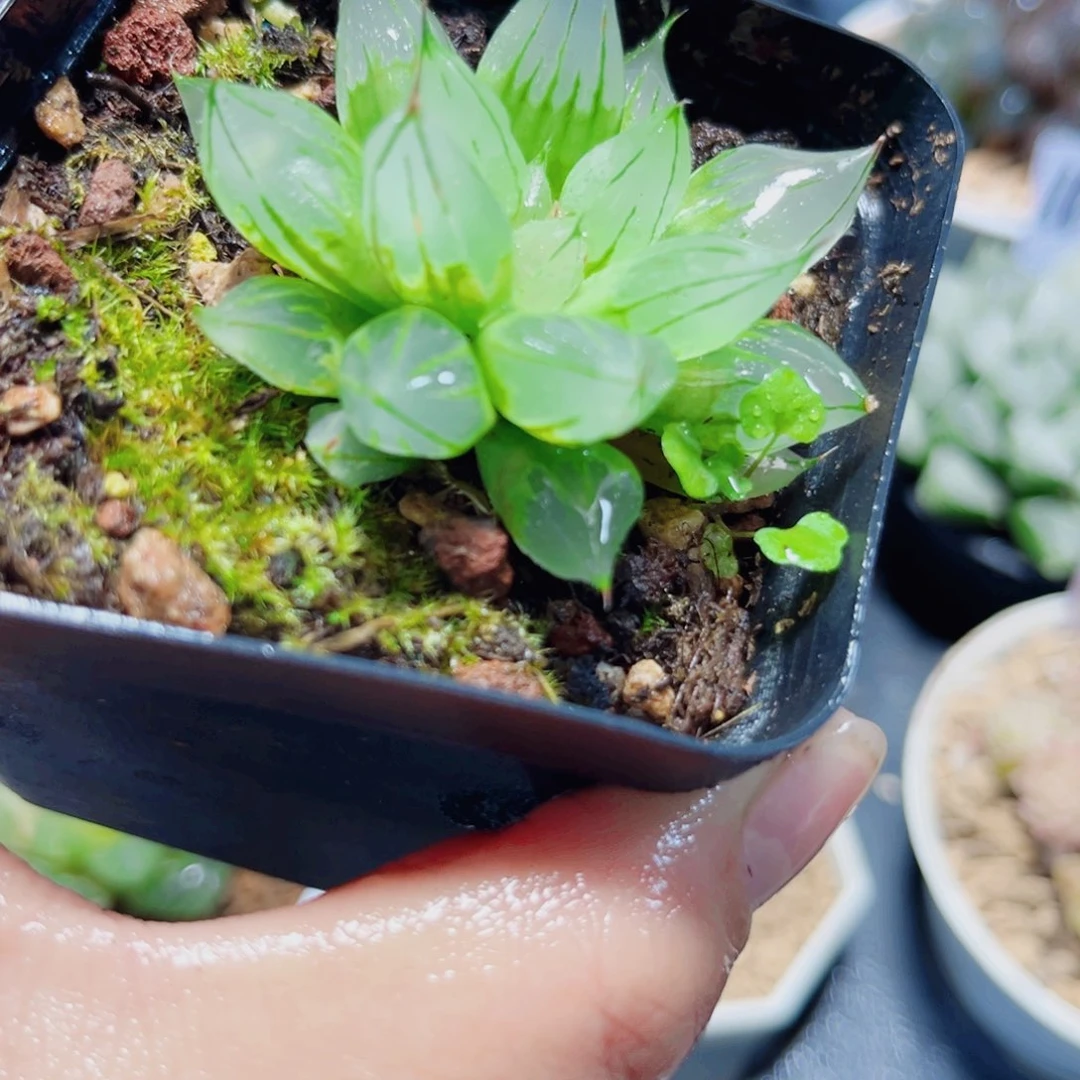 西亚姬多肉植物77666