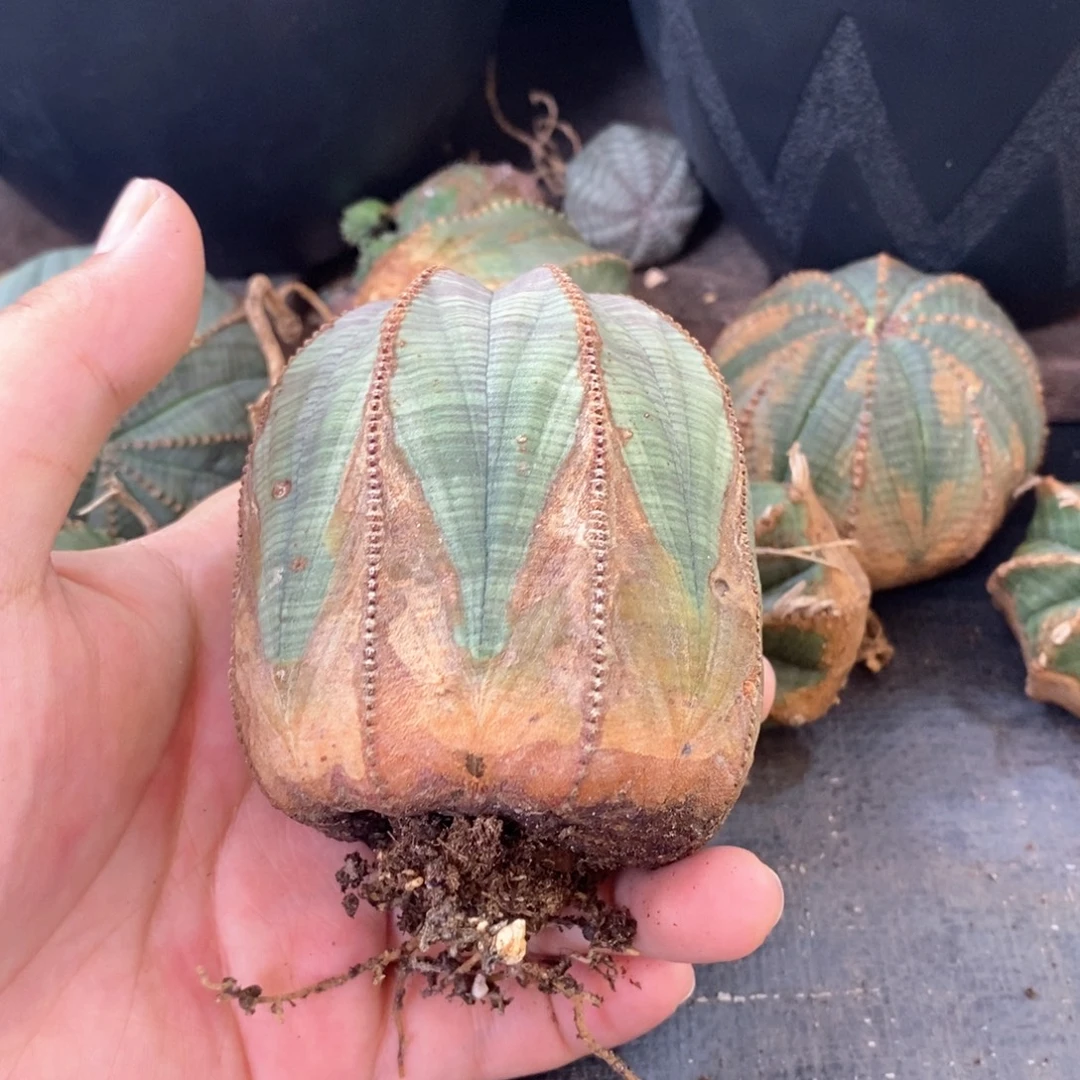 28欧系实生布纹球 一物一拍