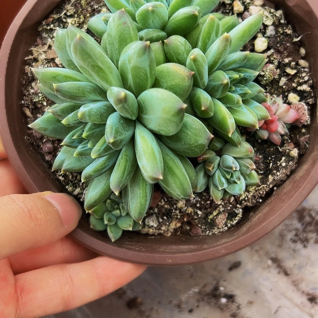 桔云多肉美人精品系列