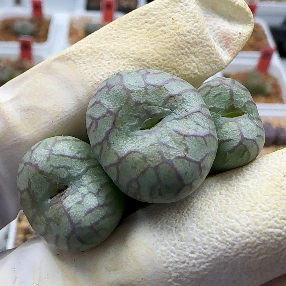 11-24-533当天满38包邮大型mf3杂交脱土