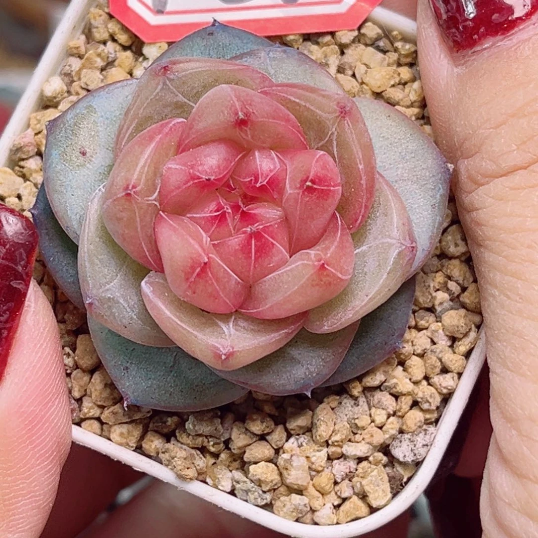 ?****灬F832一物一拍 怀夕