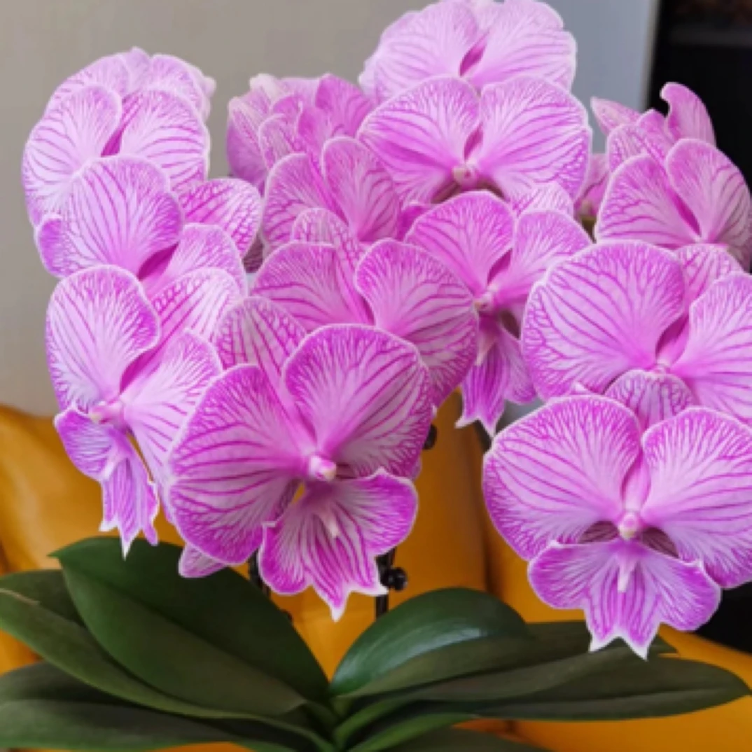 蝴蝶兰 朗布隆 3.0寸带花带花苞