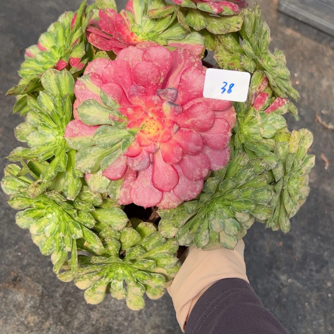 38知否多肉植物紫