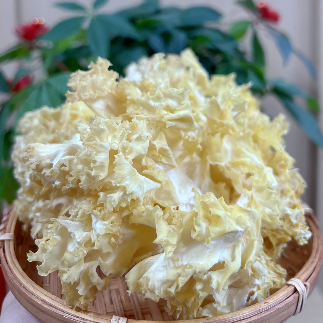 绣球菌福建特产干货食用菌菇爆炒凉拌煲汤烫火锅食材营养脆嫩美味