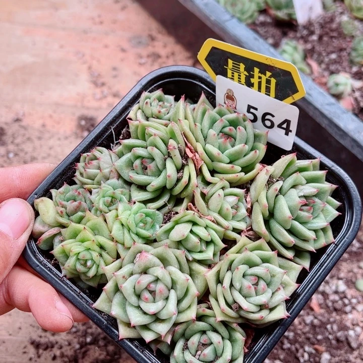 多肉植物多肉植物