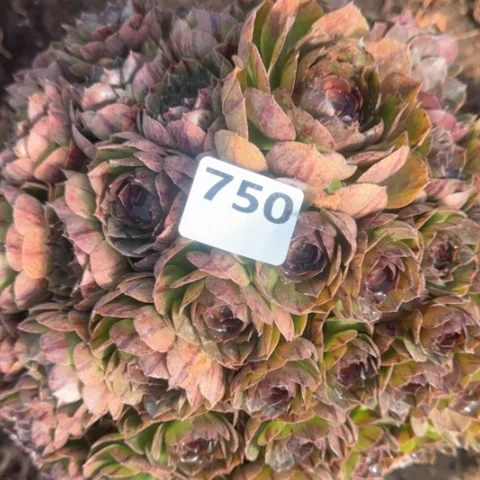 法师万拉丝18-8多肉