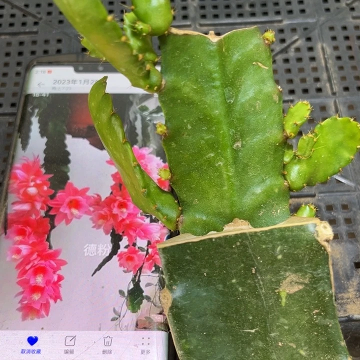 当前无花栽培后可以开花151