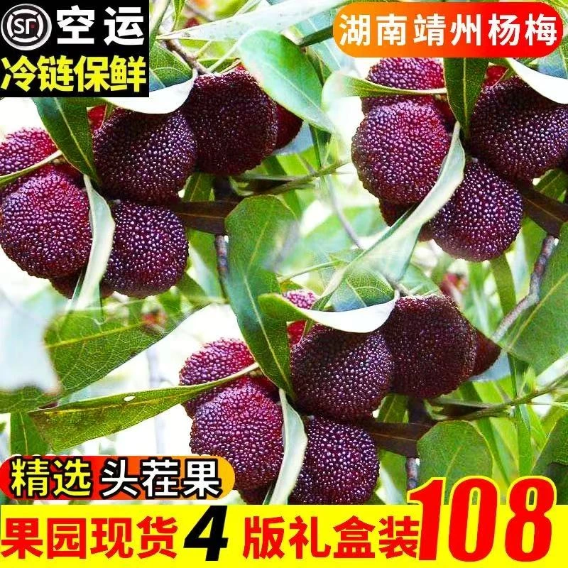 湖南靖州杨梅黑炭乌梅现摘现发孕妇当季生鲜水果礼盒装