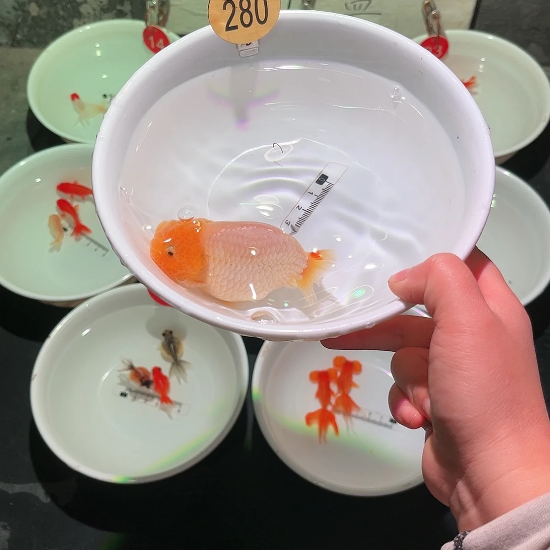 海水鱼玉兔蓝瘦2801111111