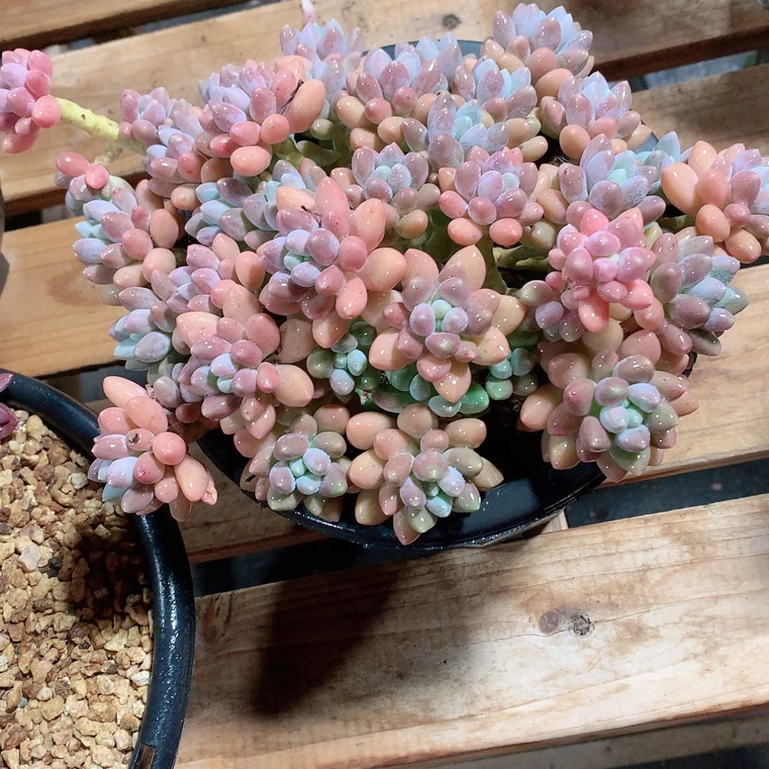 多肉植物多肉植物