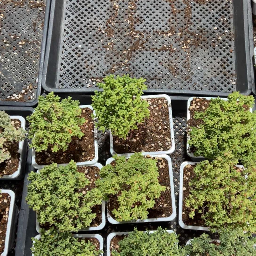 蜜橘糖球120白方老桩