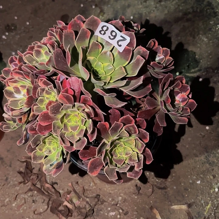 268金丝雀多肉植物不售后