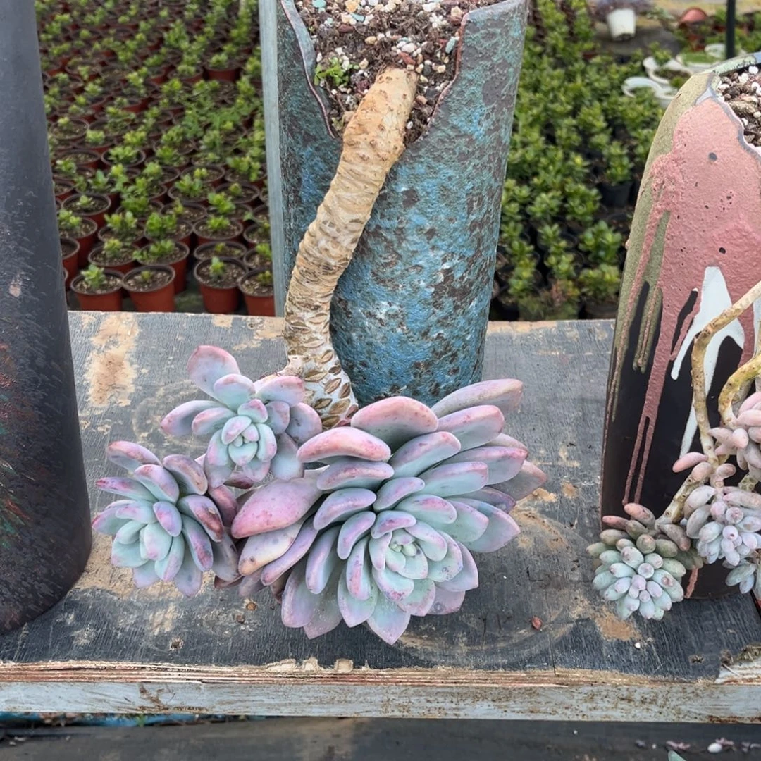 小雨多肉嘿哟奥普