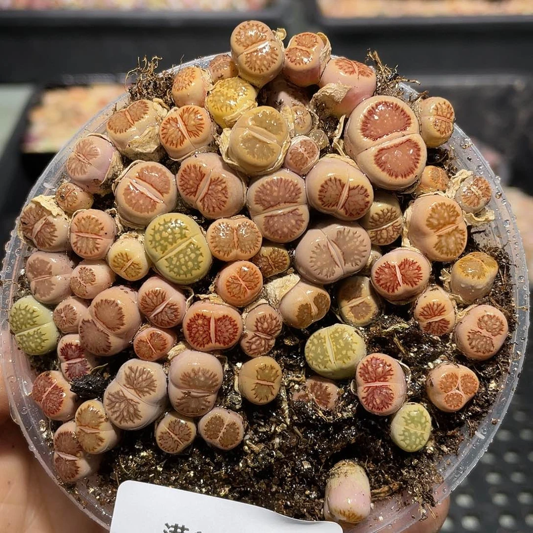 122当天凑满十八元包邮生石花