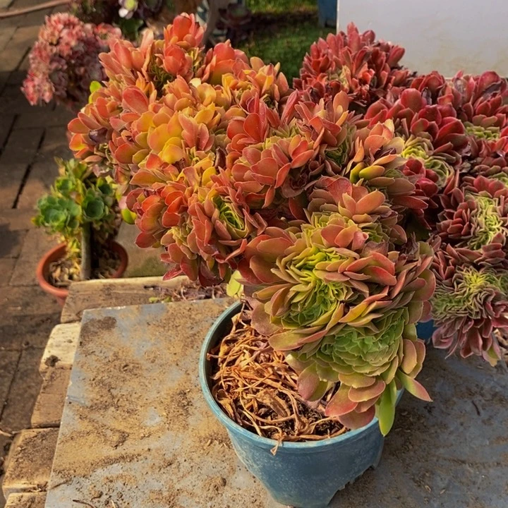 秋*玫瑰加女神一组多肉植物