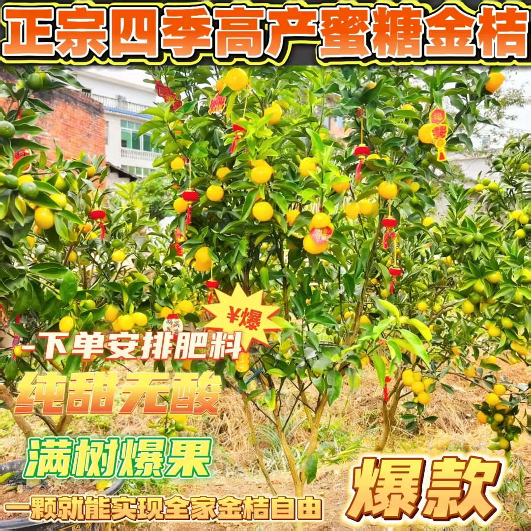 高端盆栽【带果发货】高产四季蜜糖金桔盆栽可种适合南北方庭院种植