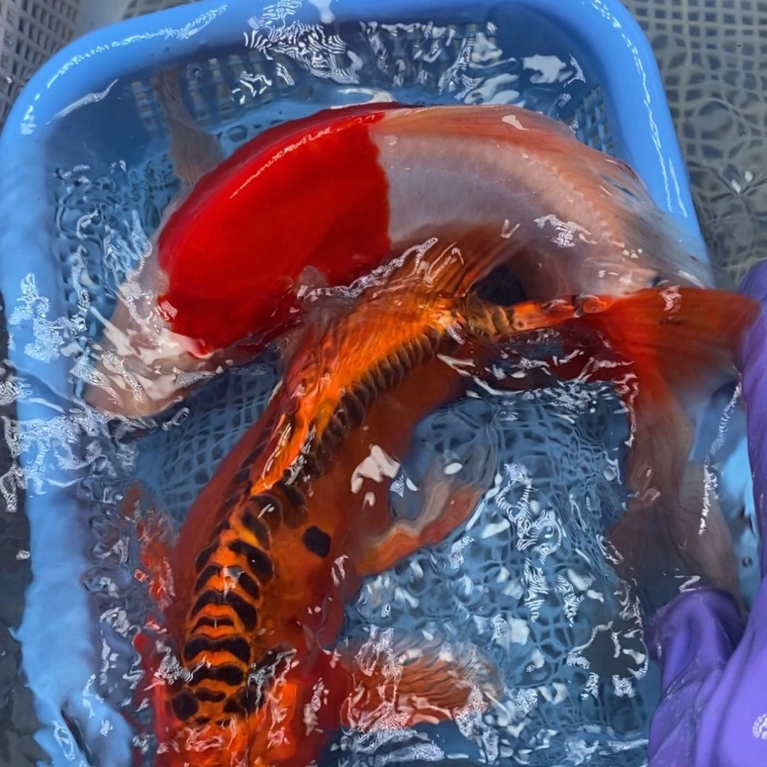 锦鲤冷水锦鲤包邮