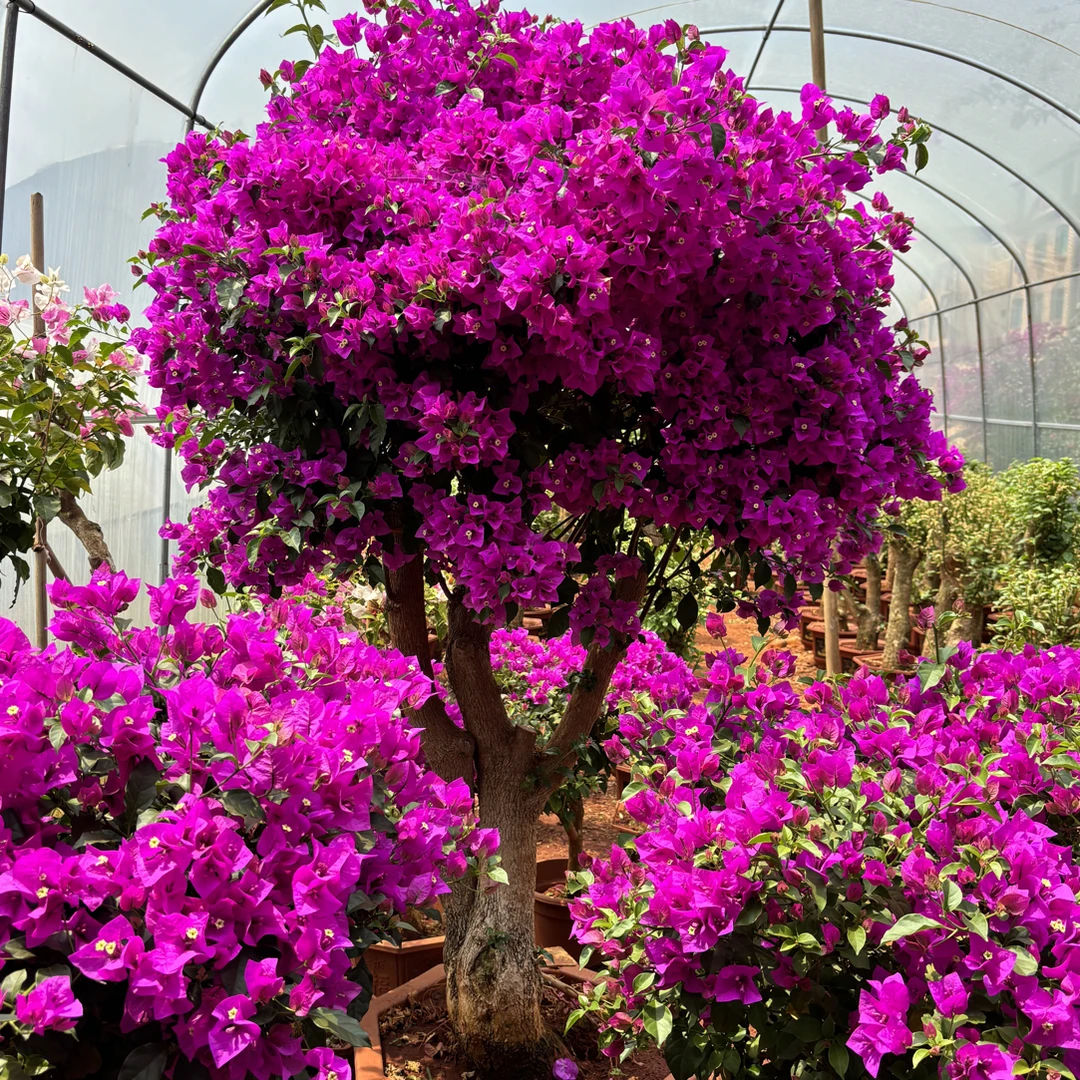 云南紫三角梅 一物一拍 掉花掉叶正常现象