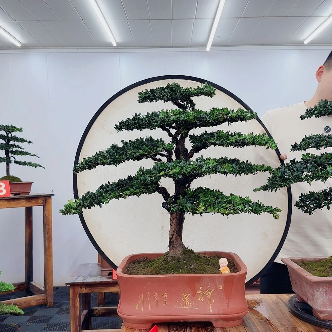 无花朵精品盆景一物一拍