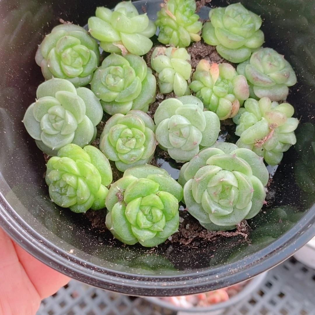 多肉植物精品切糕甩卖B262