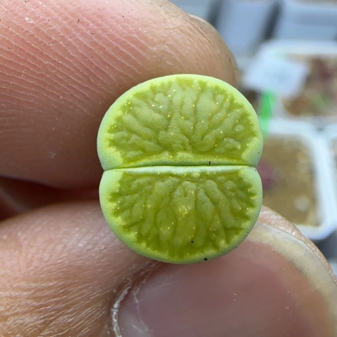 351 生石花大棚直播