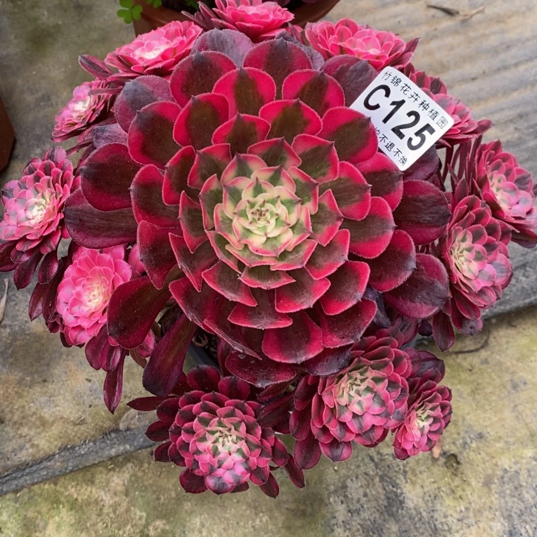 全部花朵125小棵嫩桩红彤