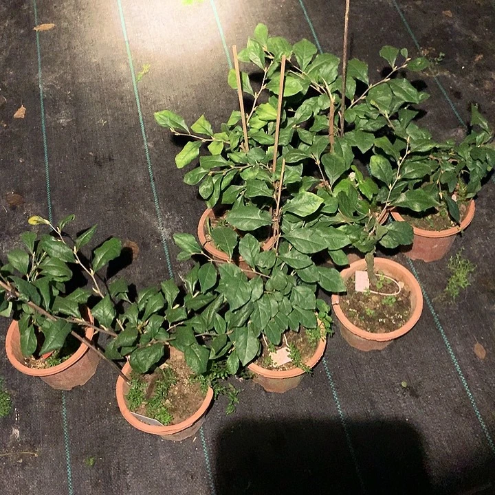 完全开放八重嫁接苗35.8