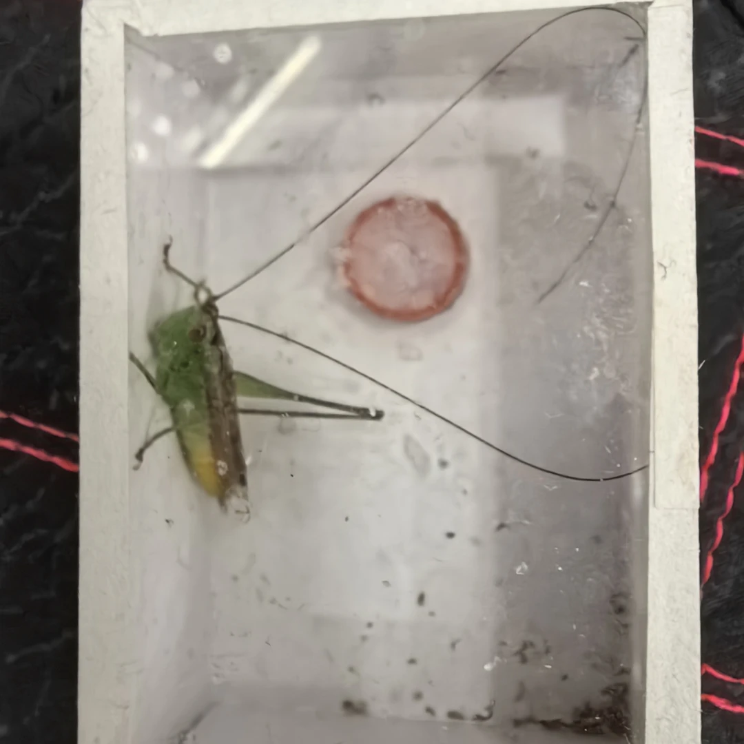 糖果彩螽长须漂亮