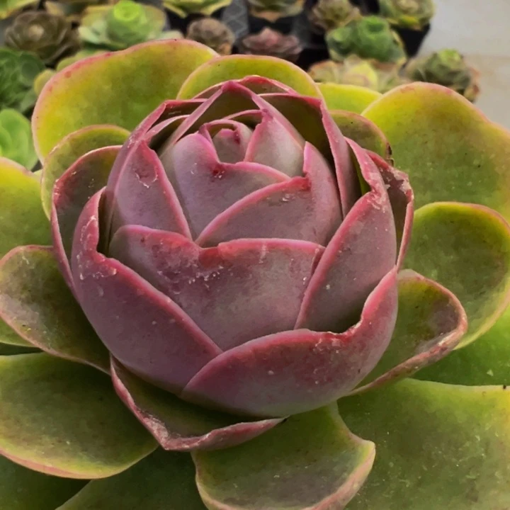 精品帕系山地玫瑰