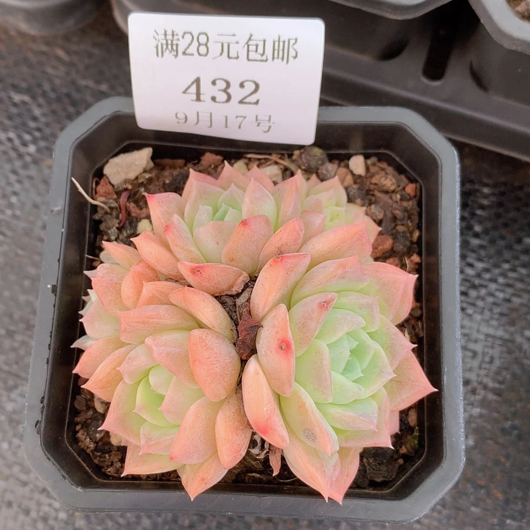 【闪购商品】云432号