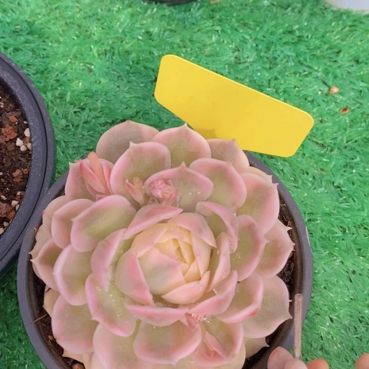 多肉植物，开心多肉，一物一拍