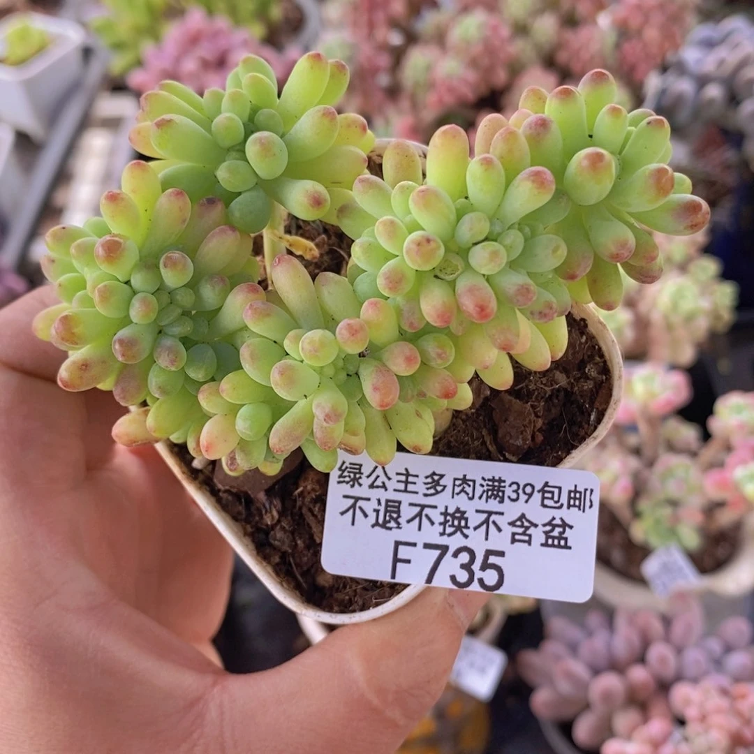 乙女心6cm735多肉植物