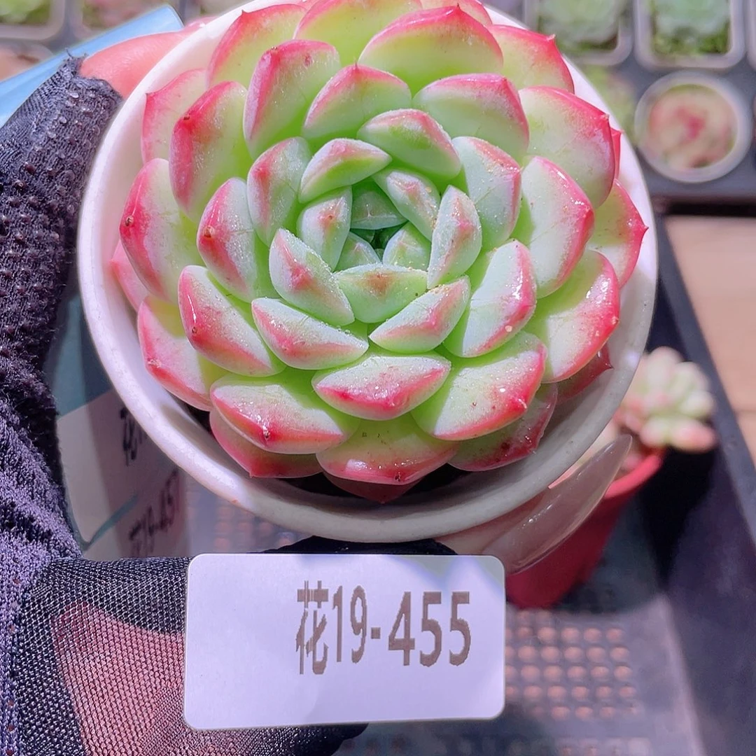 花利美19-455白桃汽水