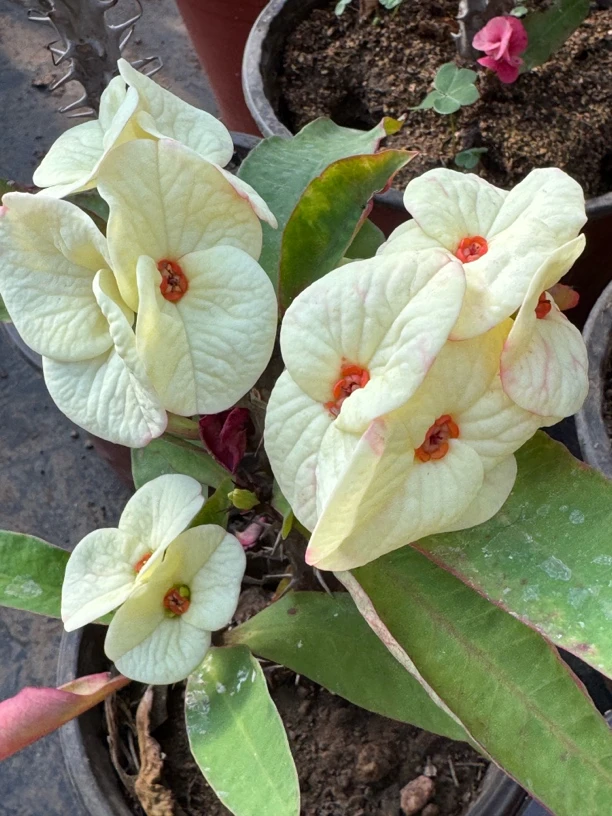 泰国虎刺梅多品种