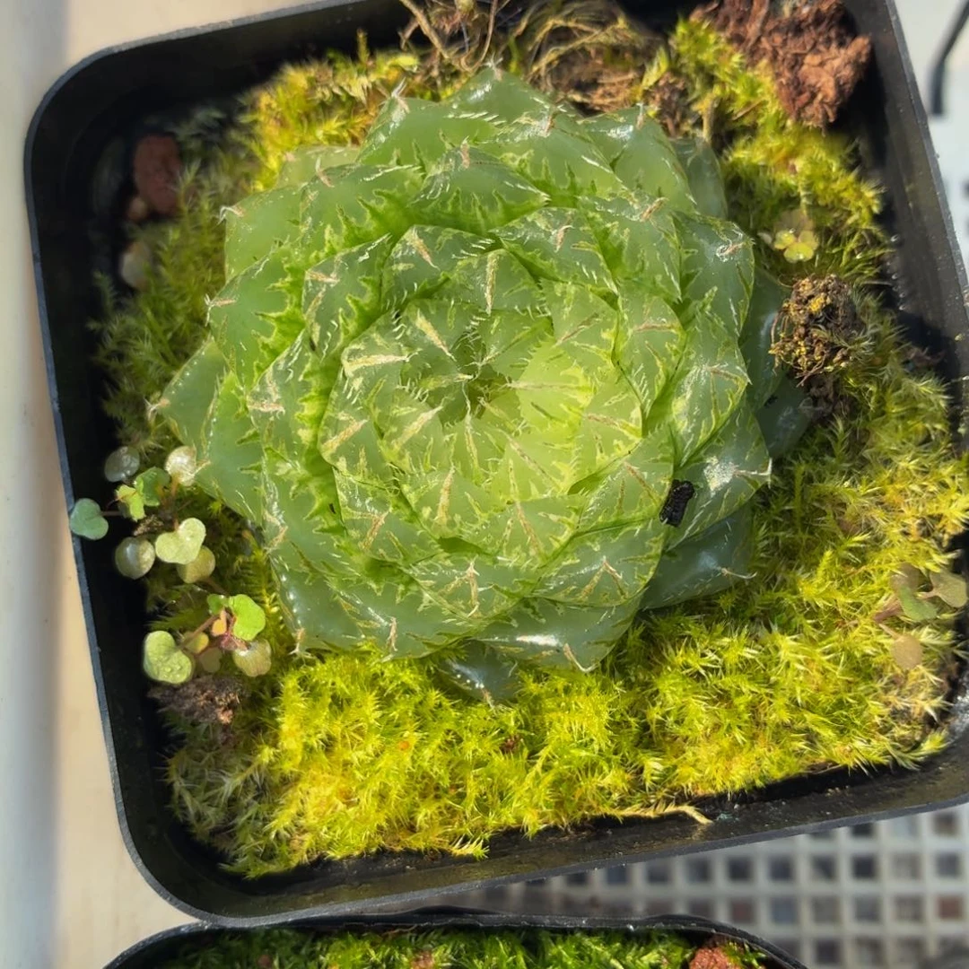 翠云玉露锦多肉9.9包邮发货