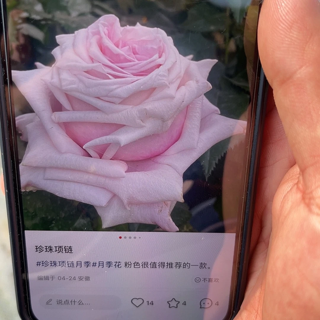 无花朵———珍珠项链 福利