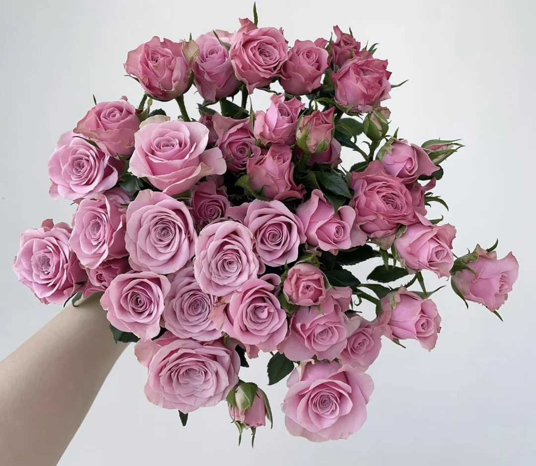 （曼曼）多头诺拉8+2支防损鲜花任意2单包邮