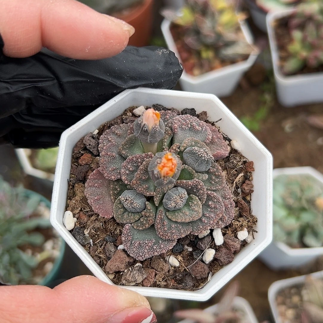 般***J多肉植物小天女开花