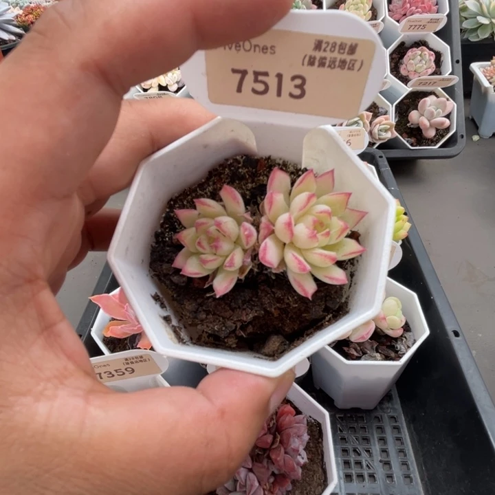 7513女王麦4.5厘米
