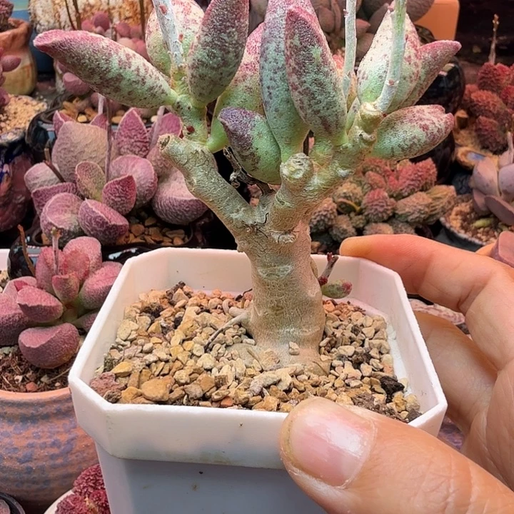 一物一拍，好一支持