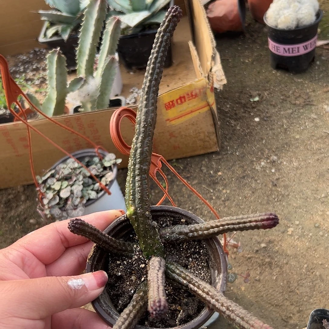 多肉植物黑王丸开花