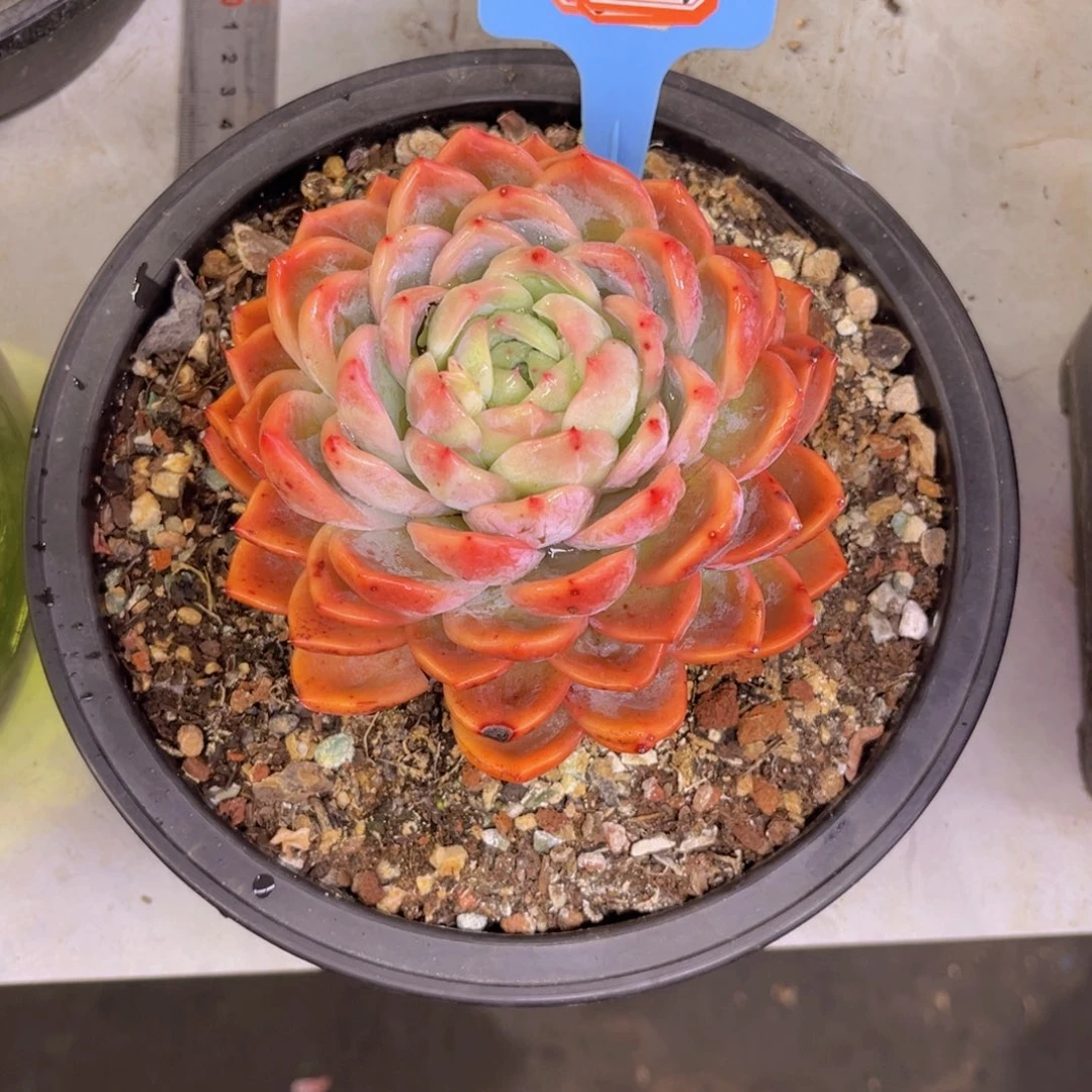 梅*?红鸾249多肉植物