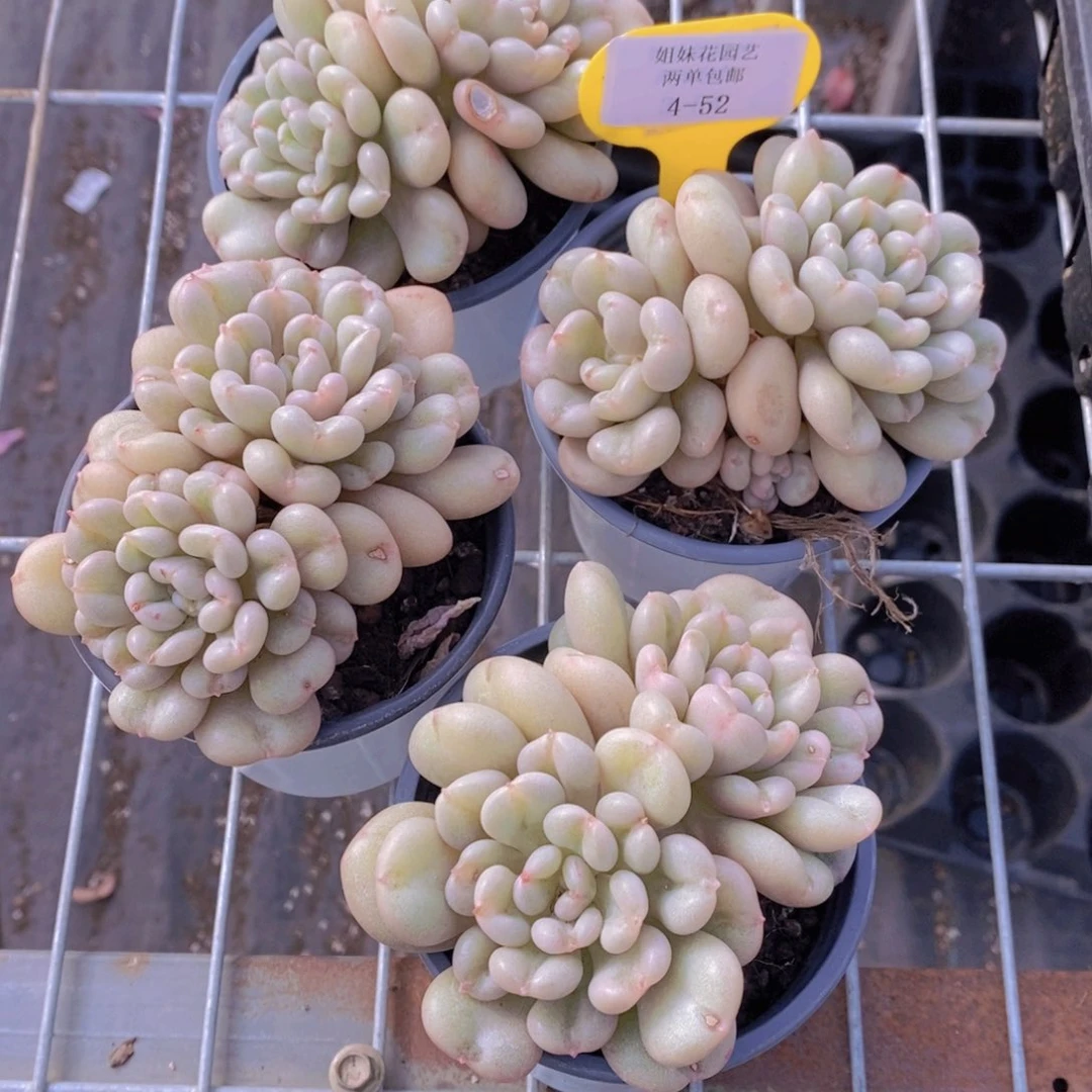 4-52-精品比尔盖茨双头一个